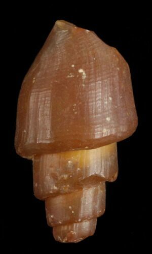 Agatized Fossil Gastropod From Morocco - #38429